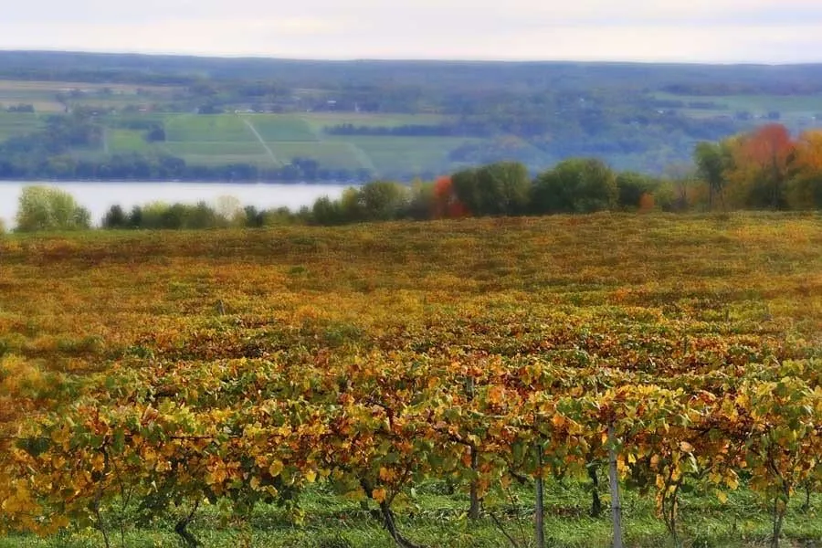 A blurred image of a vineyard with a lake in the background.